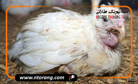  هشدار دامپزشکی کرمان درباره بیماری آنفلوآنزای فوق حاد طیور